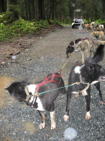 Our lead dogs, Atilla and, uh, the other lead dog.