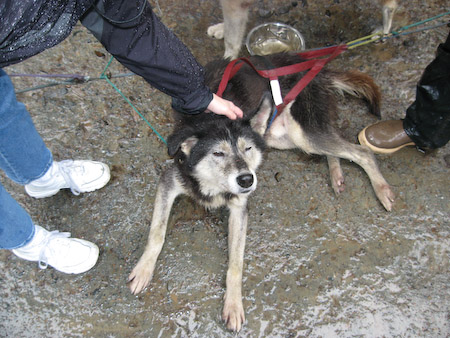 After the run we got to stop and pet the doggies. They clearly hated it.