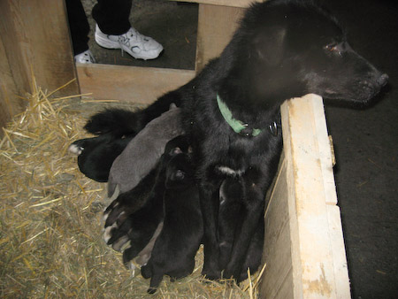 This was Tiny, the Mommy dog, and her 14-day old puppies. They were too little for us to handle.